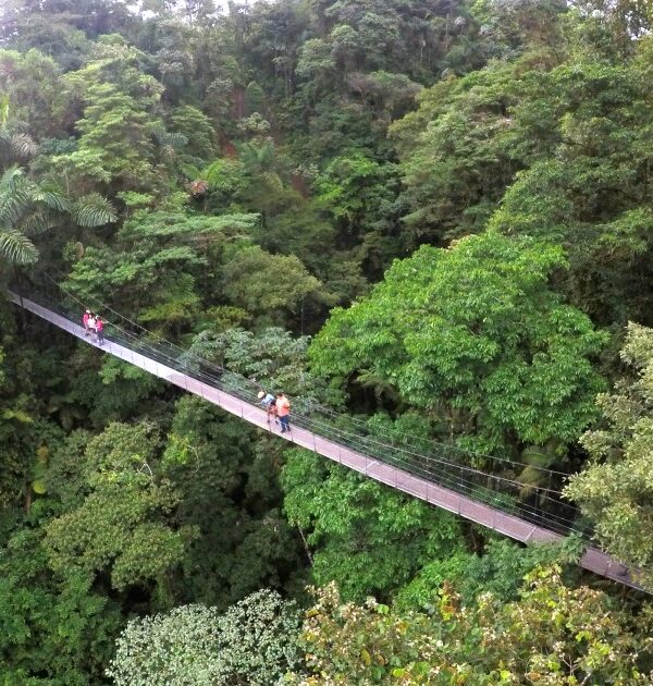 62729373c8b62f64a02ba8cd_6261d37aa5e3c56b9046ab08_arenal-hanging-bridges